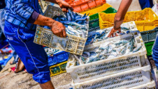 Of the 24 banks surveyed by WWF and Global Canopy, none had implemented seafood-specific lending policies including sustainability clauses